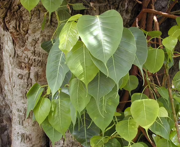 Növények, fák, magvak - Bodhi fa Ficus religiosa, Szent fügefa, Buddha fa, Bodhifa <span style="font-size: 1rem;">A Ficus religiosa, m&aacute;s n&eacute;ven s 