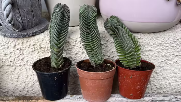 Növények, fák, magvak - Buddha temploma kaktusz    Egy darab kb.12 cm Crassula Buddha temploma kaktusz<br id="isPasted">Különleges egyedi,pozsgás 