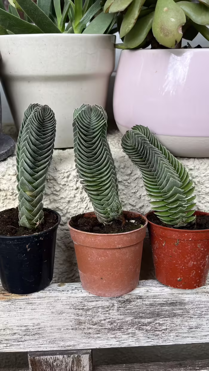 Növények, fák, magvak - Buddha temploma kaktusz    Egy darab kb.12 cm Crassula Buddha temploma kaktusz<br id="isPasted">Különleges egyedi,pozsgás 