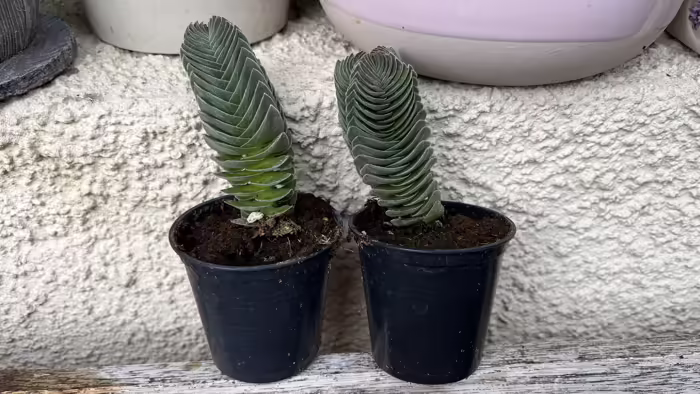 Növények, fák, magvak - Buddha temploma kaktusz    Egy darab kb.12 cm Crassula Buddha temploma kaktusz<br id="isPasted">Különleges egyedi,pozsgás 
